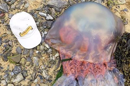 К пляжам Англии подобрались медузы-гиганты