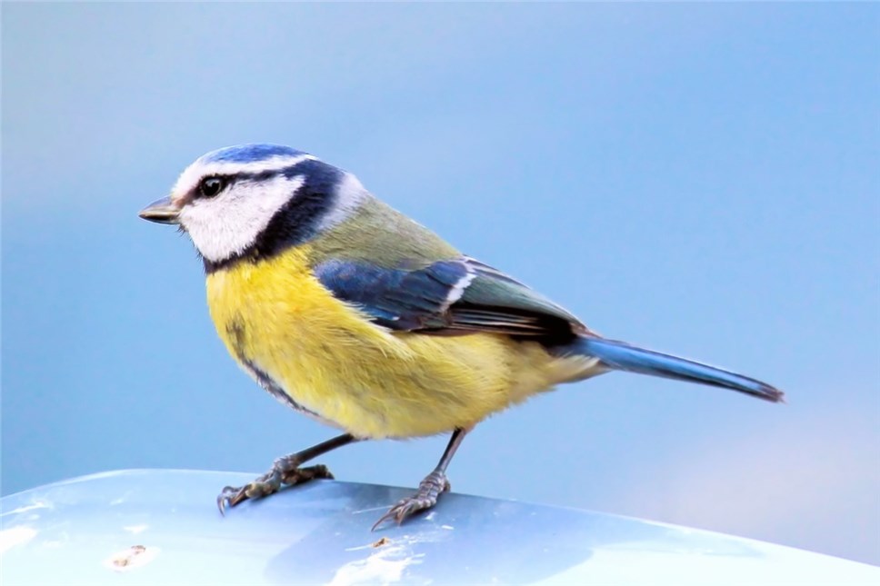 Жителей столицы призвали отказаться от пиротехники ради спокойствия птиц