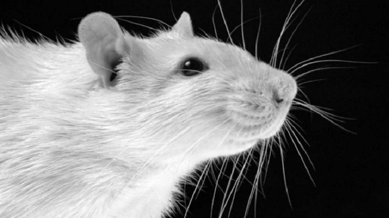 Фото Черно Белой Крысы